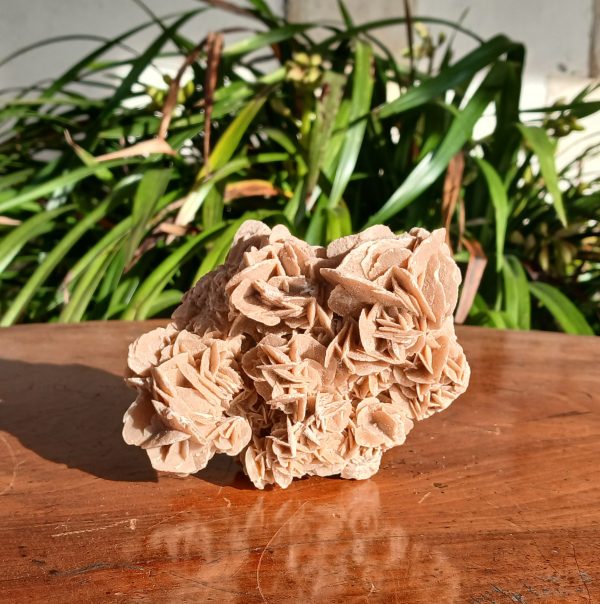 Rose des sable / Gypse / Petites fleurs / n°7572