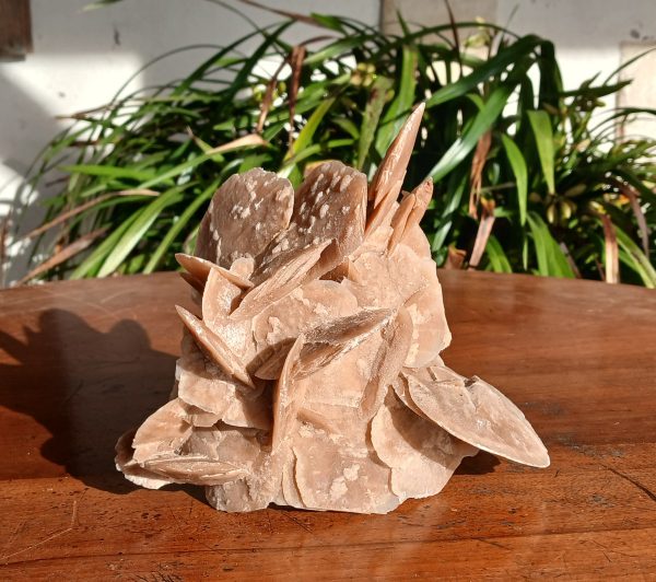 Rose des sable / Gypse / 970 gr /  n°7571