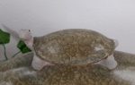 Statue Tortues n°4055