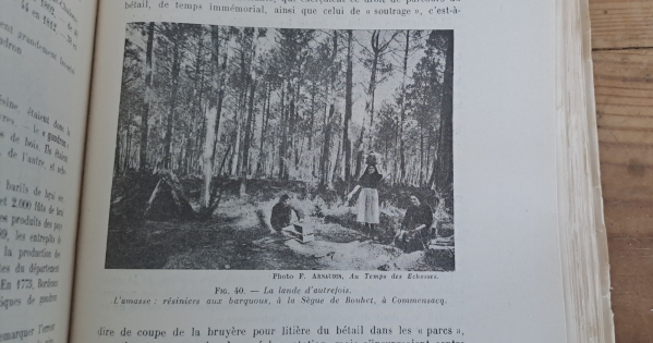 Contribution à l'histoire du boisement des Landes de Gascogne Sargos