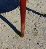 Ancienne chaise Louis XV en acajou n°10732