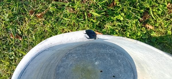 Ancienne baignoire en zinc n°11650